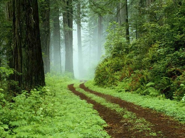 skog