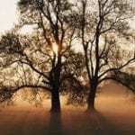 Beautiful tree