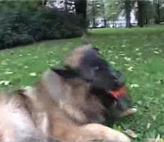 Derfor er det få hundeeiere med innvandrerbakgrunn