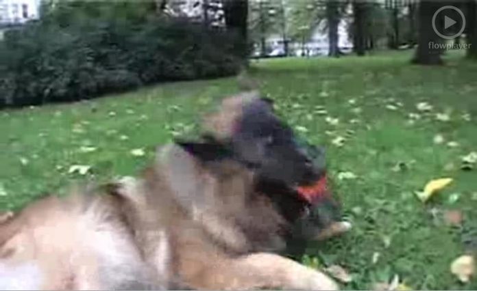 13194