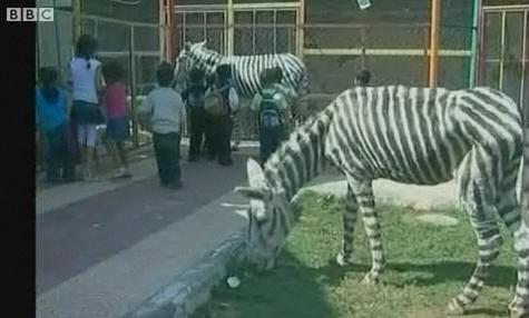 13261