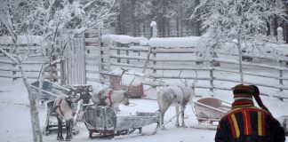Samiske kvinner har rapportert flere tilfeller av partnervold enn andre kvinner