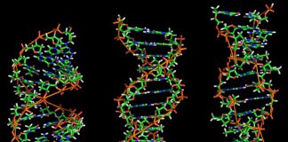 Regjeringen innfører DNA-tester for å stanse juks med familieinnvandring