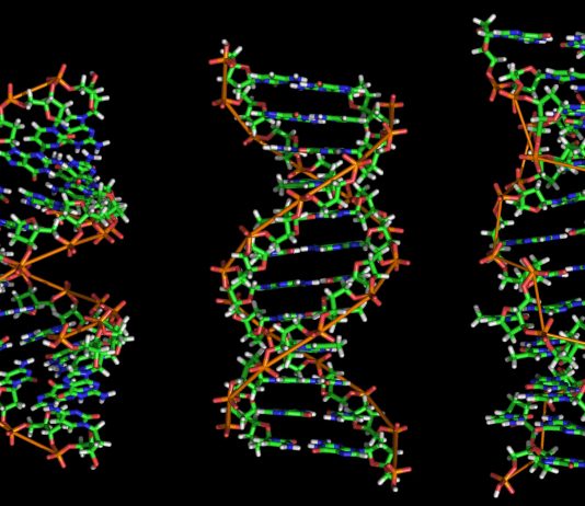 Regjeringen åpner for å pålegge DNA-test i familiegjenforeningssaker