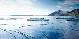 Øker lakseproduksjonen i Chile