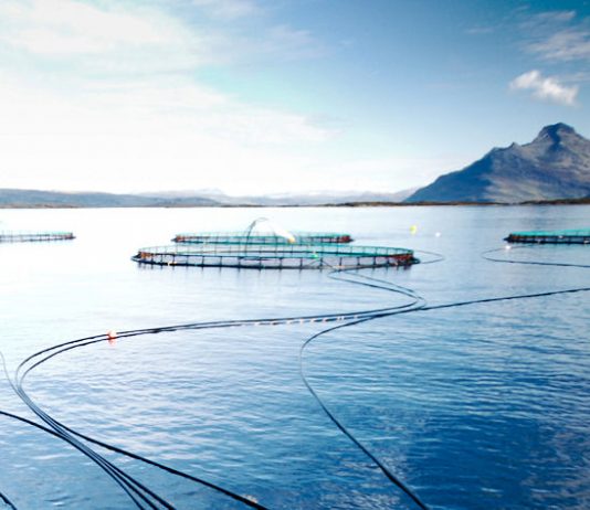 Øker lakseproduksjonen i Chile