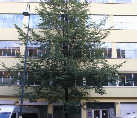 – Skal ha brukt ulovlig arbeidskraft