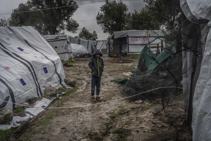 Moria's olive grove