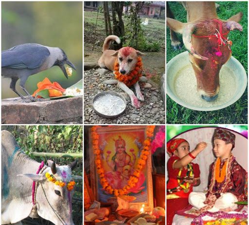 Hundene i Nepal hylles i årlig festival
