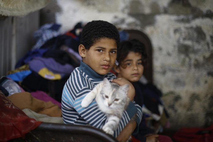 Gaza-IDP-boy-and-his-cat-ElBaba