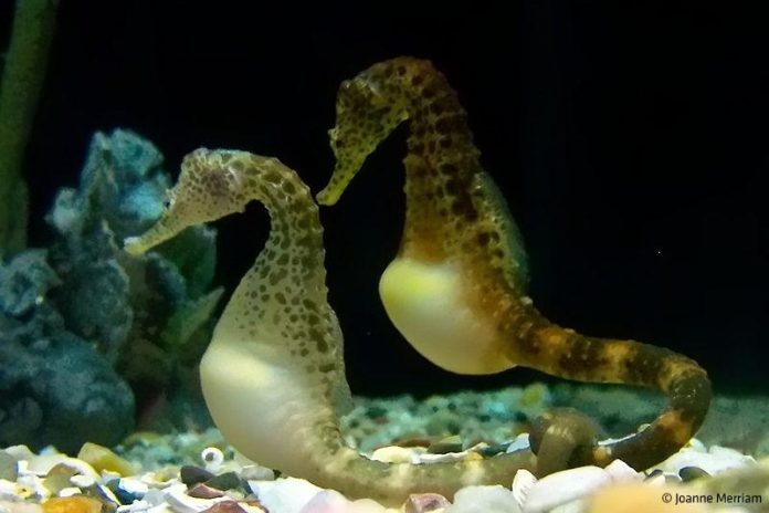 blog_7_most_romantic_animals_01