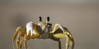 Nettstedet Document sammenliknet innvandrere med krabber
