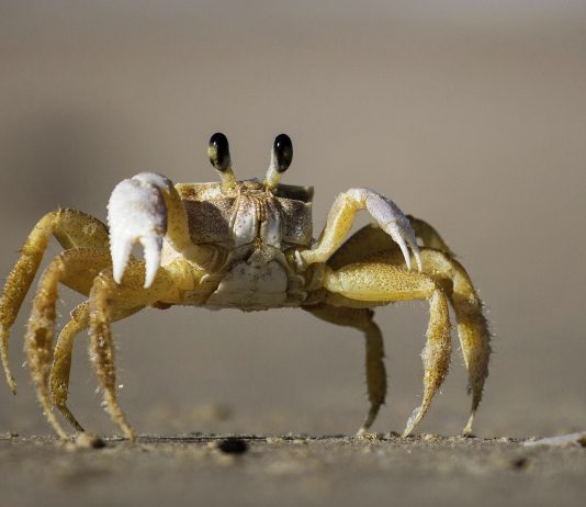Nettstedet Document sammenliknet innvandrere med krabber