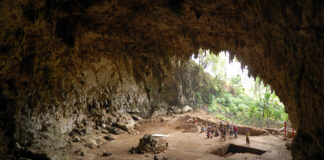 Homo floresiensis – den aller minste menneskearten?