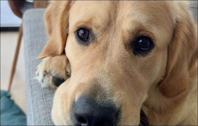 teigenshund